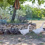 Maslina In Popovici Villa Benkovac