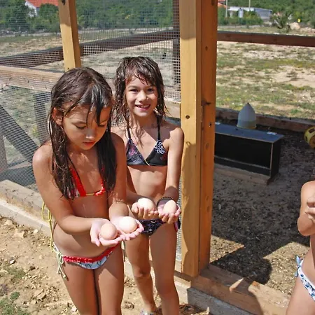 Maslina In Popovici Vila