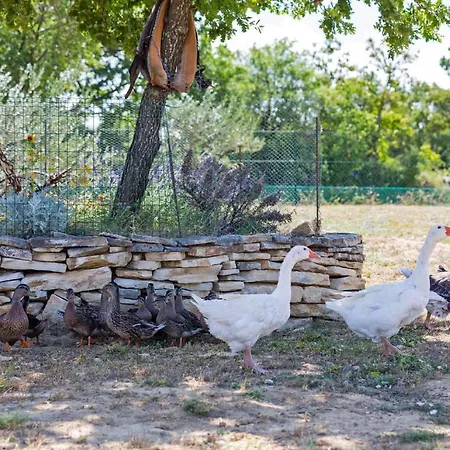 Maslina In Popovici Vila Benkovac