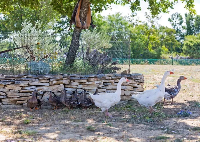 Maslina In Popovici Вилла Бенковац